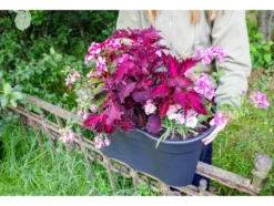 Balkonkasten »Flowerclip XL«, 2er Set