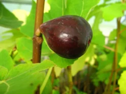 Feige »Noire de Bellon«, Obstbaum, selbstfruchtend, gut geeignet für Kübelbepflanzung