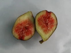 Feige »Noire de Bellon«, Obstbaum, selbstfruchtend, gut geeignet für Kübelbepflanzung