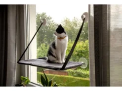 Katzen Fensterliege