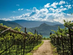 Pinot Grigio Alto Adige DOC trocken, Weißwein 2024