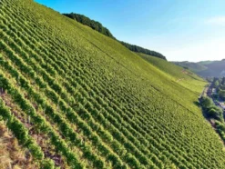 Riesling Kabinett VDP.Gutswein feinherb, Weißwein 2024