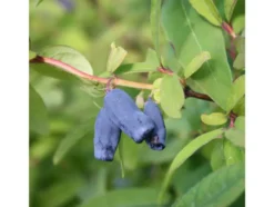 Sibirische Blaubeere 'Eisbär'®