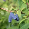 Sibirische Blaubeere - Lonicera kamtschatica im 2 Liter Topf, ca. 40 - 60 cm