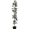 Süßkirsche »Sylvia« und »Victoria«, 2 Pflanzen, Säulenobst, 50 cm schmale Wuchsbreite