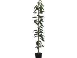 Süßkirsche »Sylvia« und »Victoria«, 2 Pflanzen, Säulenobst, 50 cm schmale Wuchsbreite