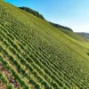 VO Riesling feinherb, Weißwein 2025