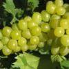 Weinreben-Sortiment, bestehend aus je 1 Pflanze Phönix ®, Regent ® und Lakemont kernlos ®