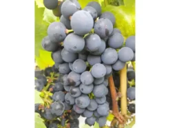 Weinreben-Sortiment, bestehend aus je 1 Pflanze Phönix ®, Regent ® und Lakemont kernlos ®