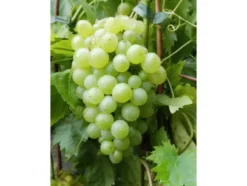 Weinreben-Sortiment, bestehend aus je 1 Pflanze Phönix ®, Regent ® und Lakemont kernlos ®