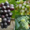 Weinreben »Suffolk Red«, »Phoenix« und »Regent«, 3 Pflanzen in rot, weiß und blau, robust