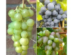 Weintrauben »Suffolk Red«, »Venus« und »Lakemont«, 3 Pflanzen, kernlos, pilzfest