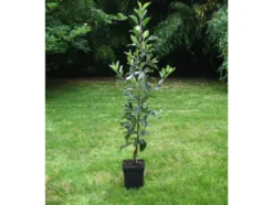 Zwergapfelbaum »Cox Orange«, 1,8 - 2 Meter Wuchshöhe, mittelgroße Früchte, süß-aromatisch