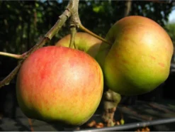 Zwergapfelbaum »Cox Orange«, 1,8 - 2 Meter Wuchshöhe, mittelgroße Früchte, süß-aromatisch
