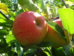 Zwergapfelbaum »Elstar«, 1 Spindel, 1,8 - 2 Meter Wuchshöhe, mittelgroße Früchte, saftig
