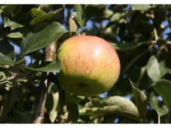 Zwergapfelbaum »Jonagold«, 1 Spindel, 1,8 - 2 Meter Wuchshöhe, mittelgroße süße Früchte