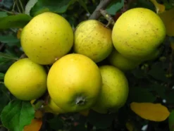 Zwergapfel-Set I - 'James Grieve', 'Ananasrenette' und 'Holsteiner Cox'