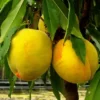 Zwergobstbaum, Pfirsich »Bonanza« und Nektarine »Redgold«, 2 Pflanzen je im 5 Liter Topf