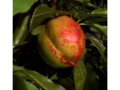 Zwergobstbaum, Pfirsich »Bonanza« und Nektarine »Redgold«, 2 Pflanzen je im 5 Liter Topf