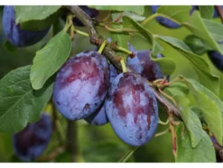 Zwergpflaume »Imperial«, im 5 Liter Container, Prunus domestica, winterhart, mehrjährig